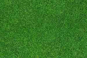 Ковролин Flotex Vision Image 000369 Grass фото  | FLOORDEALER